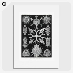 2-25_Ernst-Haeckel_picture