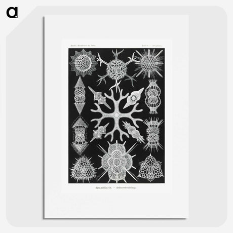 2-25_Ernst-Haeckel_picture