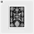 2-25_Ernst-Haeckel_postcard