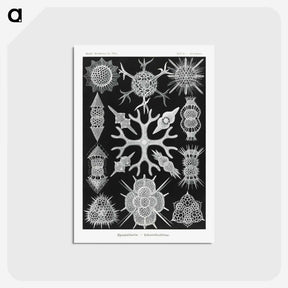 2-25_Ernst-Haeckel_postcard