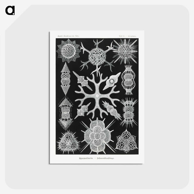 2-25_Ernst-Haeckel_postcard