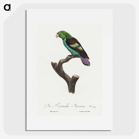 2-25_Francois-Levaillant_picture