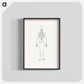 アートポスター-Human Skeleton, Posterior View
 - ジョージ スタッブス Poster.