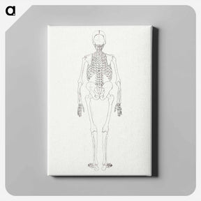 アートパネル-Human Skeleton, Posterior View
 - ジョージ スタッブス Canvas.