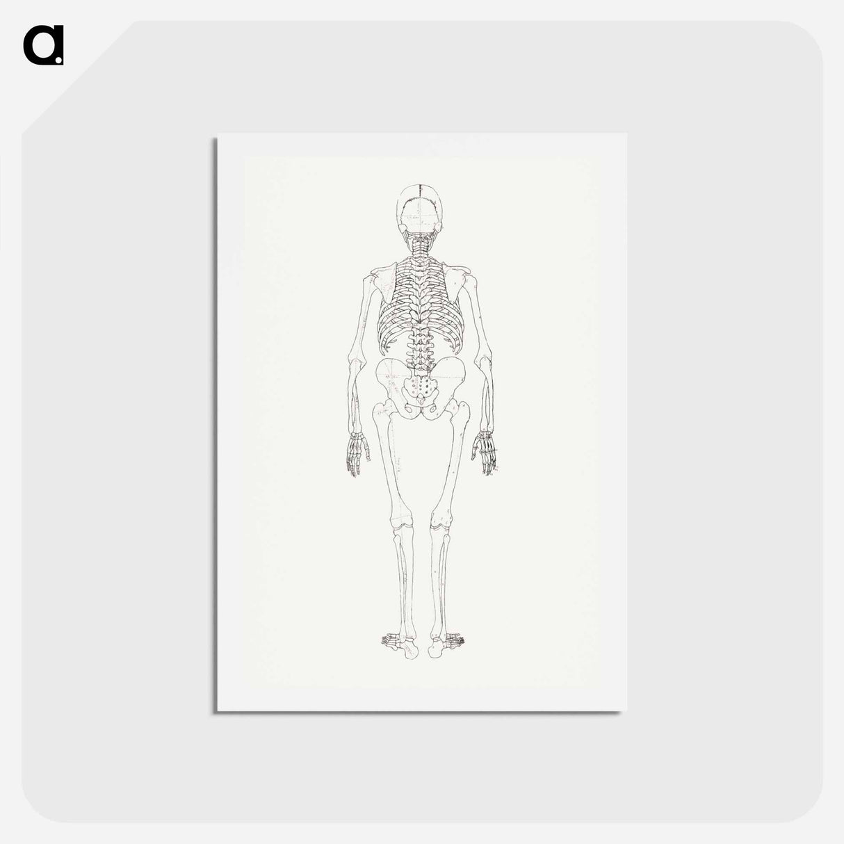 アートポストカード-Human Skeleton, Posterior View
 - ジョージ スタッブス Postcard.