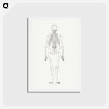 アートポストカード-Human Skeleton, Posterior View
 - ジョージ スタッブス Postcard.