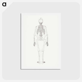 アートポストカード-Human Skeleton, Posterior View
 - ジョージ スタッブス Postcard.
