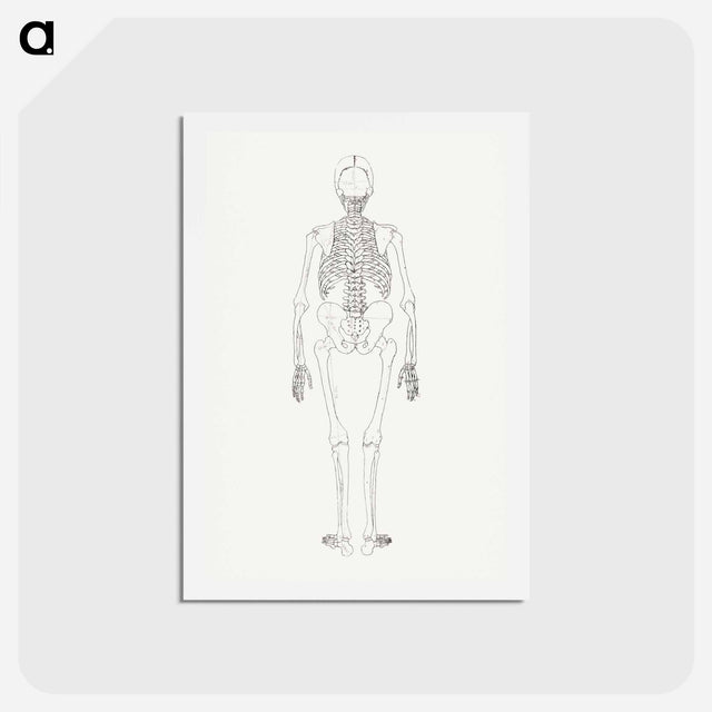 アートポストカード-Human Skeleton, Posterior View
 - ジョージ スタッブス Postcard.