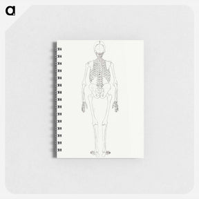 アートメモ帳-Human Skeleton, Posterior View
 - ジョージ スタッブス Memo.
