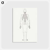 アートポストカード-Human Skeleton, Posterior View
 - ジョージ スタッブス Postcard.