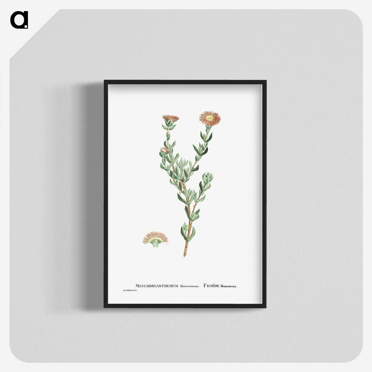 2-25_Histoire-des-Plantes-Grasses_blk-crop