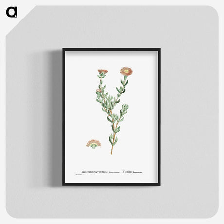 2-25_Histoire-des-Plantes-Grasses_blk-crop