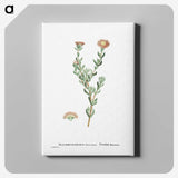 2-25_Histoire-des-Plantes-Grasses_canvas