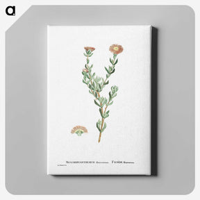 2-25_Histoire-des-Plantes-Grasses_canvas