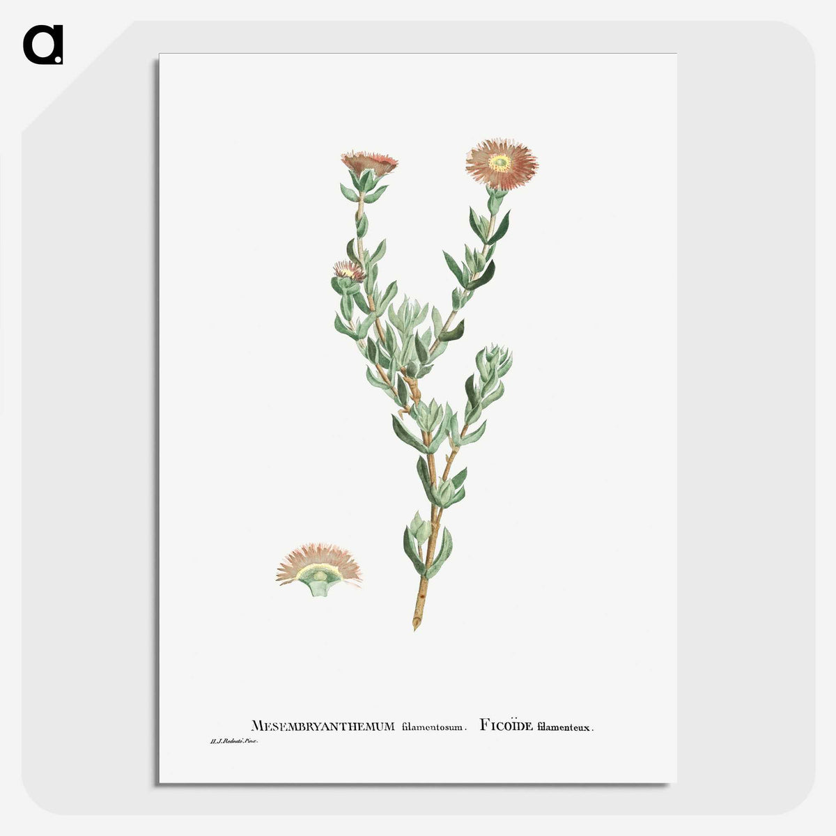 2-25_Histoire-des-Plantes-Grasses_picture-crop