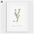 2-25_Histoire-des-Plantes-Grasses_picture