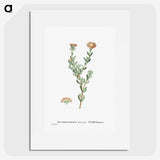 2-25_Histoire-des-Plantes-Grasses_picture
