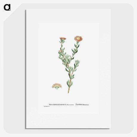 2-25_Histoire-des-Plantes-Grasses_picture
