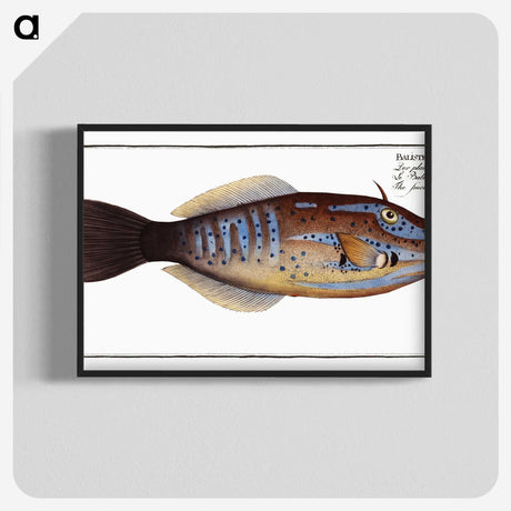 2-25_Ichtyologie-ou-Histoire-naturelle_blk-crop