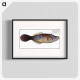 2-25_Ichtyologie-ou-Histoire-naturelle_blk