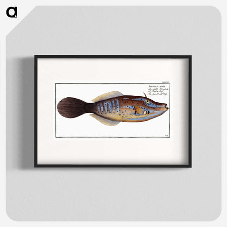 2-25_Ichtyologie-ou-Histoire-naturelle_blk