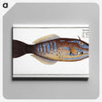 2-25_Ichtyologie-ou-Histoire-naturelle_canvas