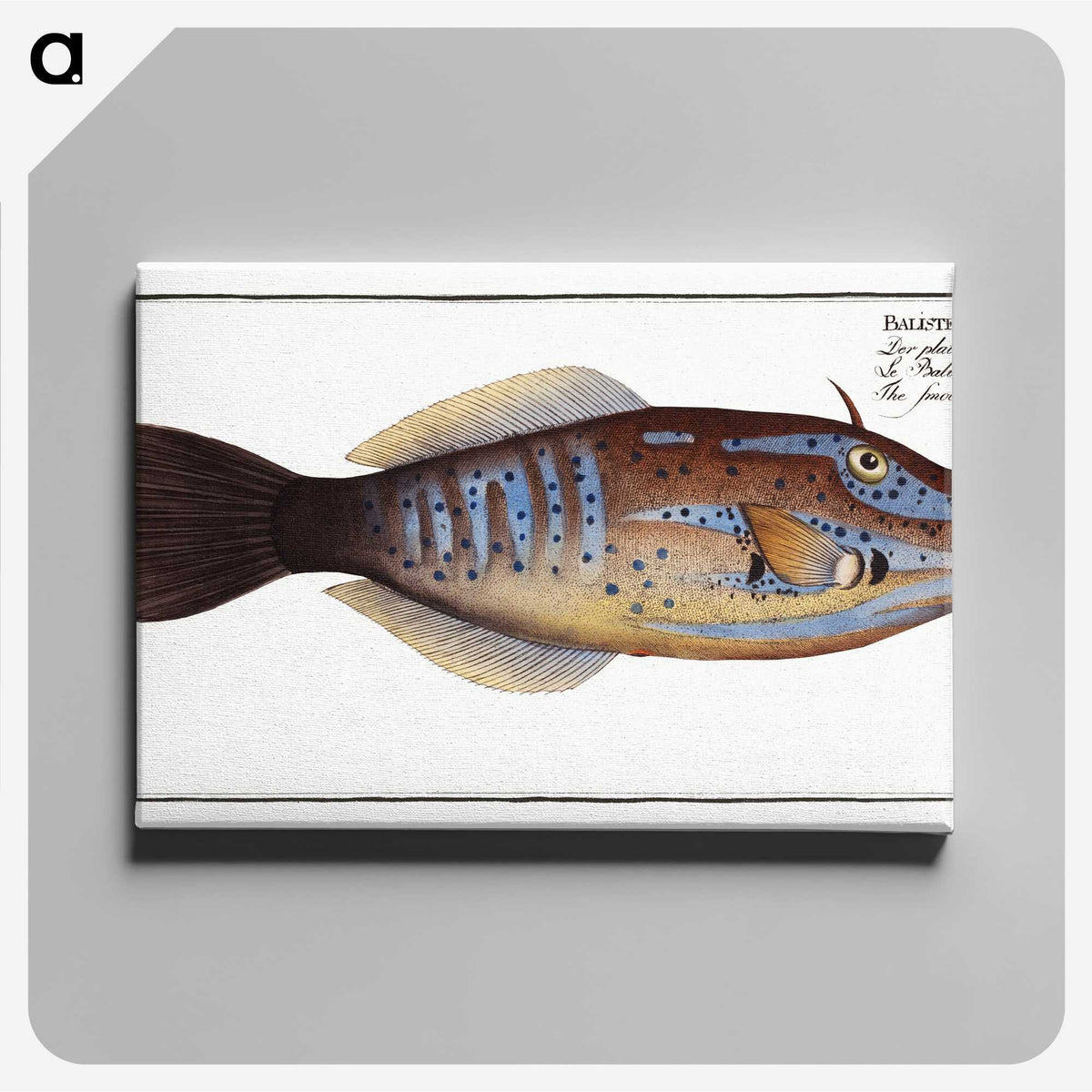 2-25_Ichtyologie-ou-Histoire-naturelle_canvas