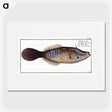 2-25_Ichtyologie-ou-Histoire-naturelle_picture