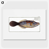2-25_Ichtyologie-ou-Histoire-naturelle_picture
