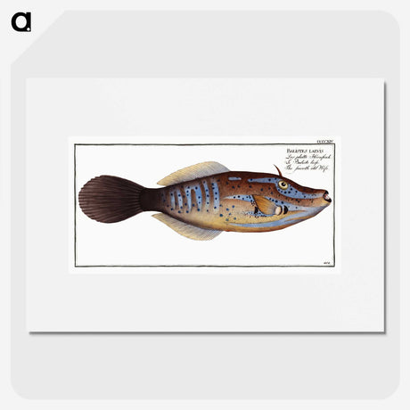 2-25_Ichtyologie-ou-Histoire-naturelle_picture