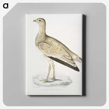 2-25_Indian-Zoology_canvas