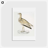 2-25_Indian-Zoology_hagaki