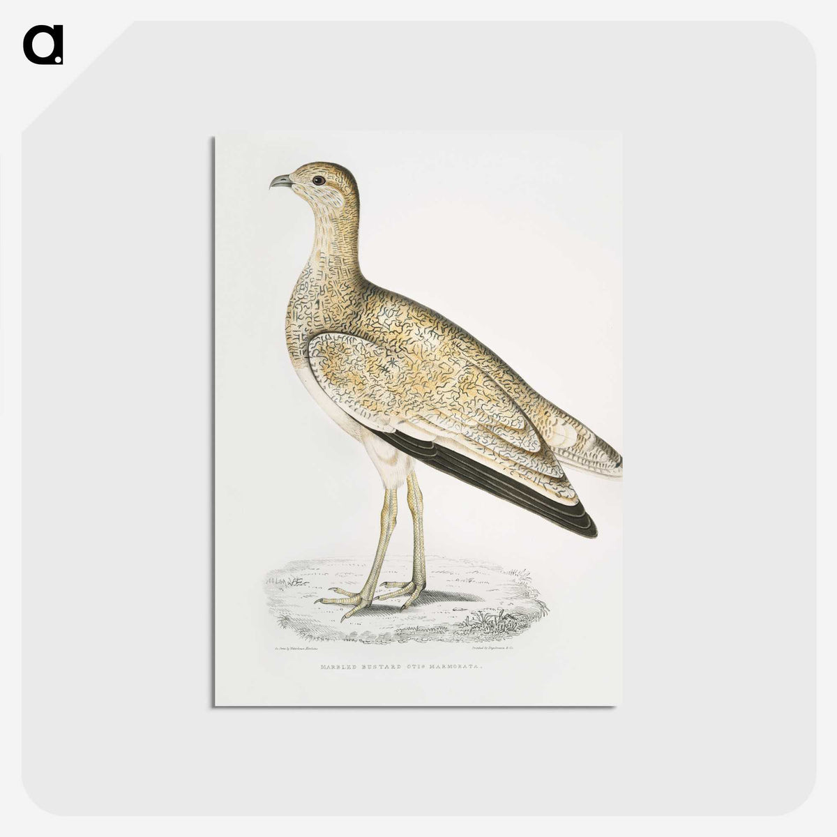 2-25_Indian-Zoology_postcard