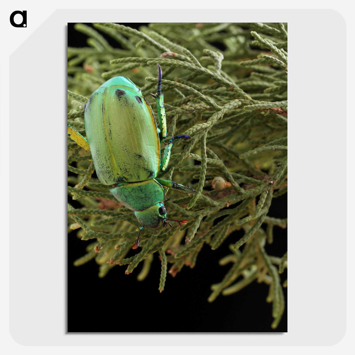 2-25_Insects-Unlocked-Project_picture-crop