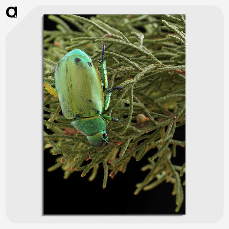 2-25_Insects-Unlocked-Project_picture-crop