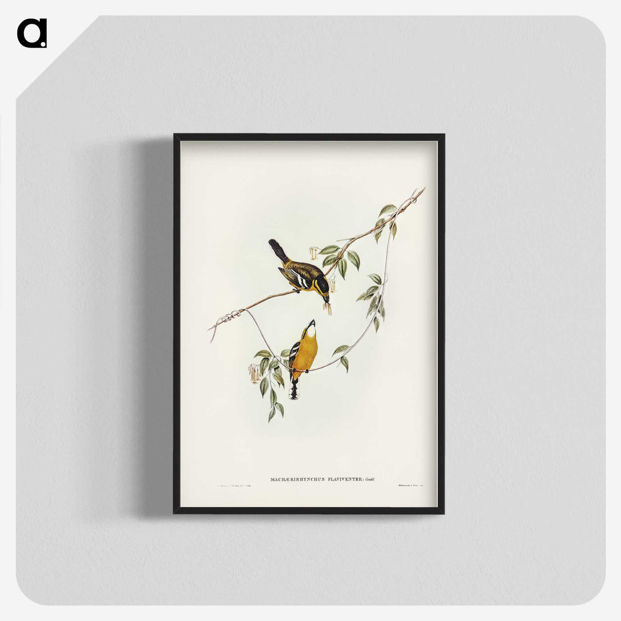 2-25_John-Gould_blk-crop