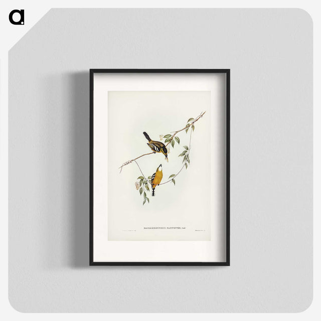 2-25_John-Gould_blk