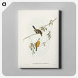 2-25_John-Gould_canvas