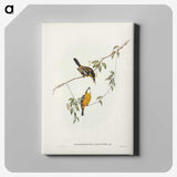 2-25_John-Gould_canvas