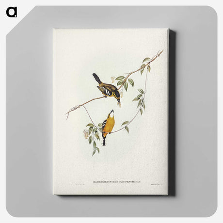 2-25_John-Gould_canvas