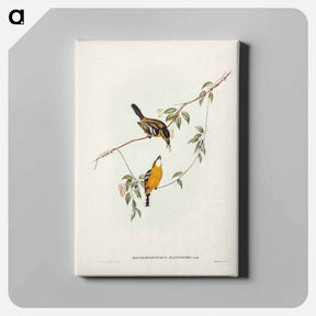 アートパネル-Yellow-breasted Flycatcher
 - ジョン グールド Canvas.