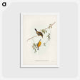アートポストカード-Yellow-breasted Flycatcher
 - ジョン グールド Postcard.