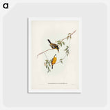 アートポストカード-Yellow-breasted Flycatcher
 - ジョン グールド Postcard.
