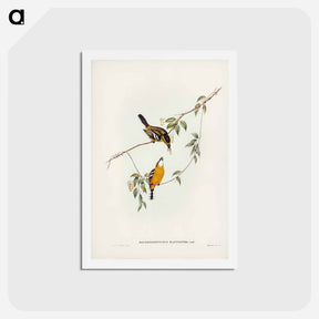 アートポストカード-Yellow-breasted Flycatcher
 - ジョン グールド Postcard.