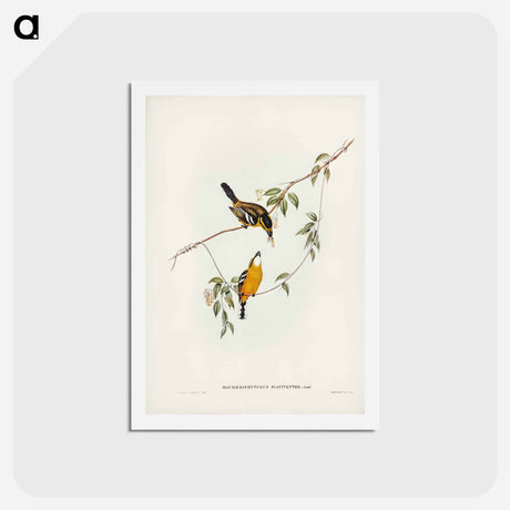 アートポストカード-Yellow-breasted Flycatcher
 - ジョン グールド Postcard.