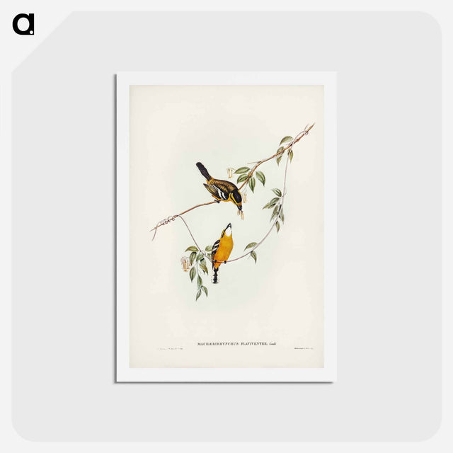 アートポストカード-Yellow-breasted Flycatcher
 - ジョン グールド Postcard.