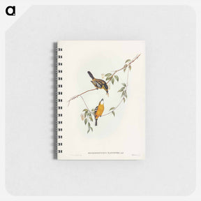 アートメモ帳-Yellow-breasted Flycatcher
 - ジョン グールド Memo.