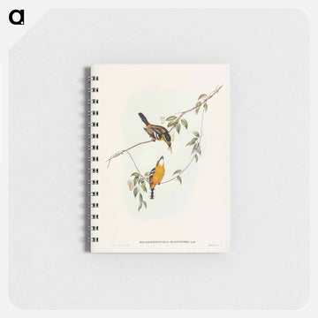 Yellow-breasted Flycatcher
 - ジョン グールド Memo.