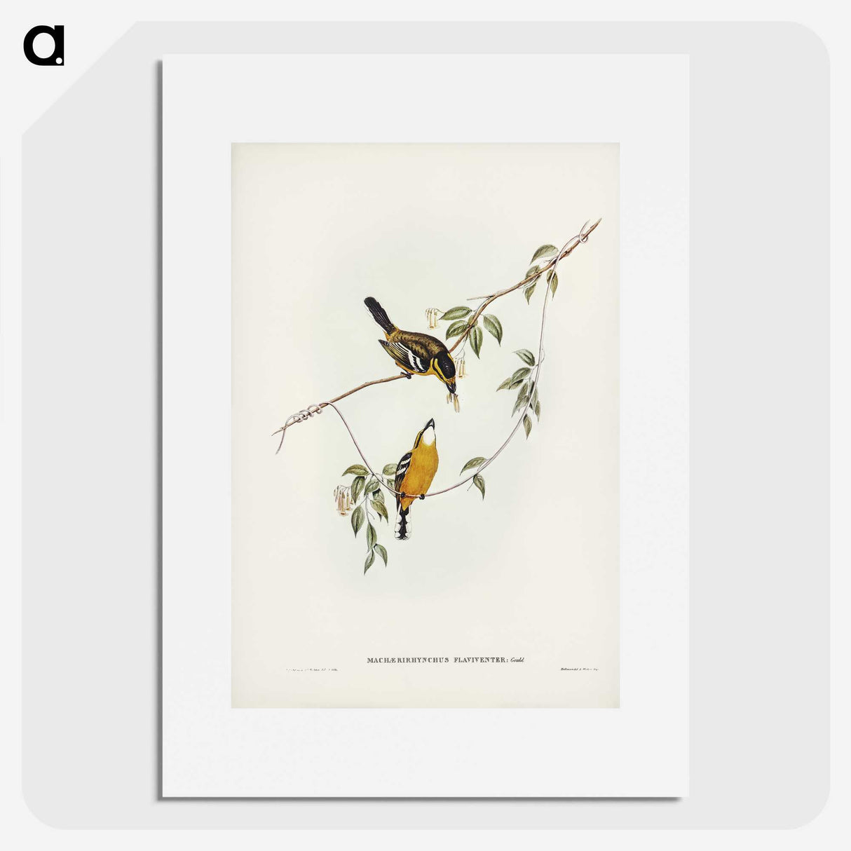 2-25_John-Gould_picture