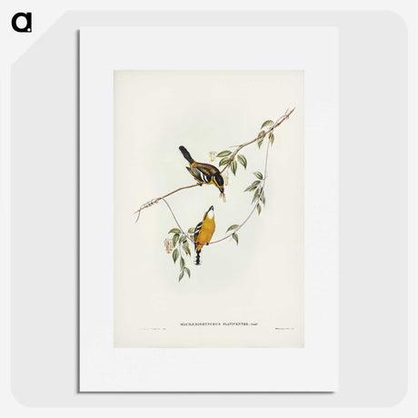 2-25_John-Gould_picture